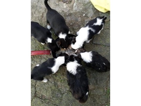 Jack russell kopeklerim