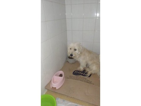 Dişi terrier