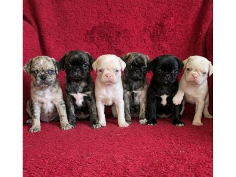 Egzotik renk pug mops yavruları
