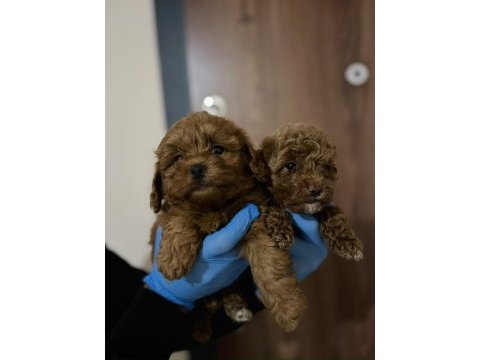 Poodle gibi maltipoo