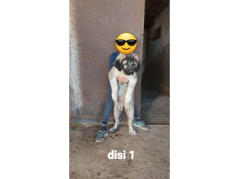 Safkan ırk garantili kafkas çoban yavruları