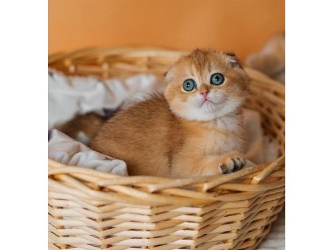 Altın portakal golden scottish fold 