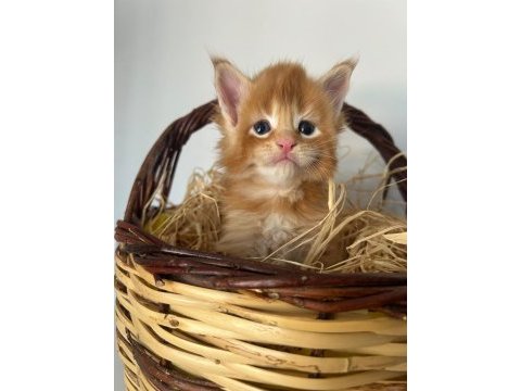 Sağlık ve ırk garantili minik maine coon devler