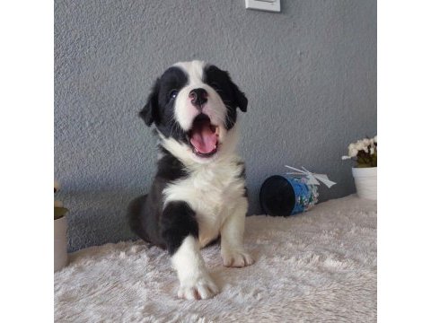 Border collie yavru köpeklerimiz