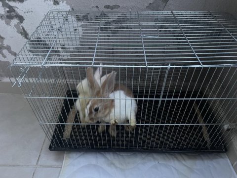 2 adet tavşan