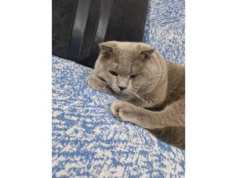 Yakışıklı erkek kedimiz