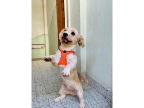 Eğitimli maltipoo