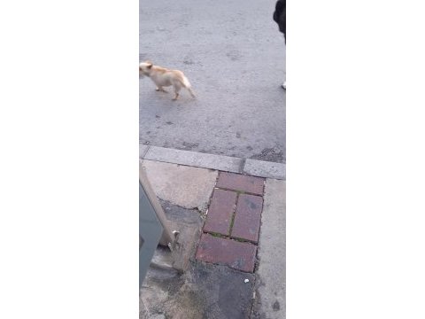 Kayıp köpek ilanı