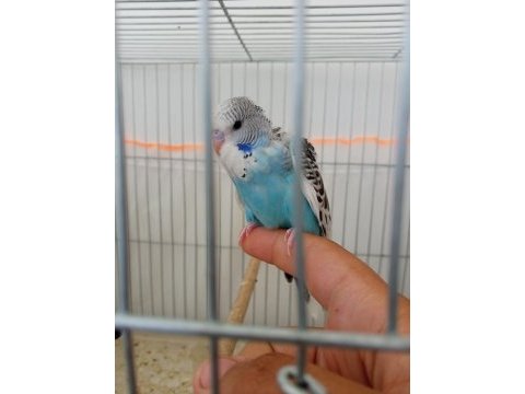 Jumbo yavru muhabbet kuşu