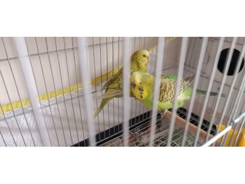 Harika çift muhabbet kuşlar