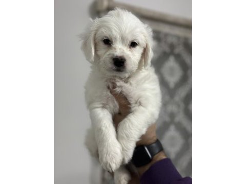 Sahiplendirmeye hazır maltese boncuklarımız