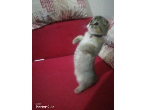 2 aylık oyuncu bir dişi scottish fold