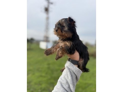 Mini boy yorkshire bebekler sun kennels