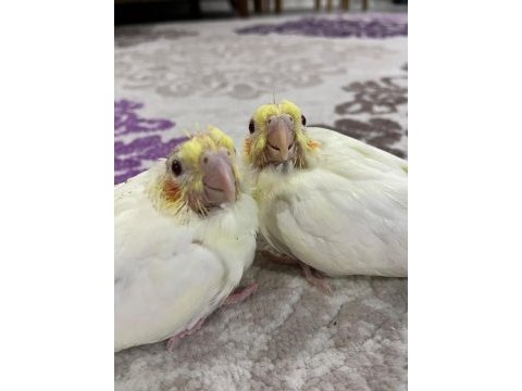 Yeni sultan papağanı yavrularımız