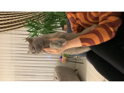 British shorthair 1.5 yaşında