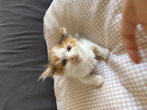 Yavru british longhair
