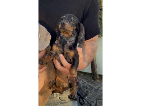 Aşıları bitmiş tuvalet eğitimli sosis dachshund yavrular