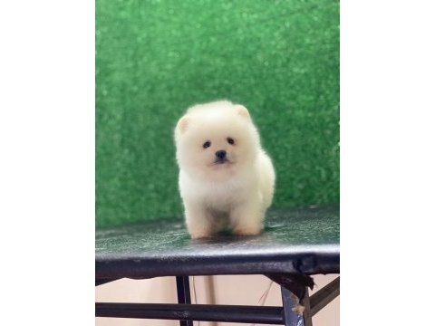 Erkek ve dişi pomeranian mevcuttur detay için mesaj