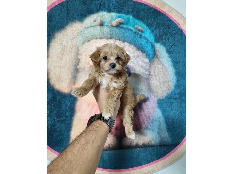 Maltipoo minnaklar
