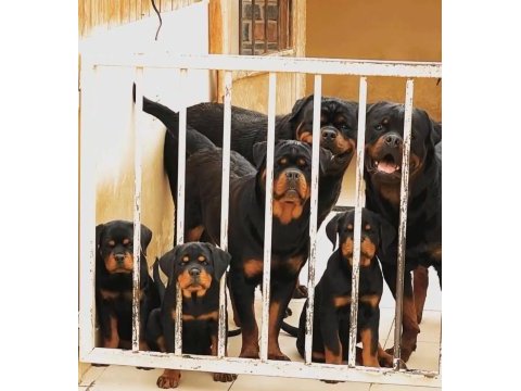 Muhteşem rottweiler bebekler güvenli kapıya teslim