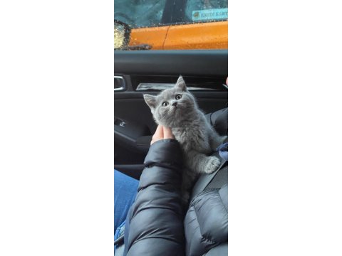 British longhair yavrularımız yeni yuvasını arıyor