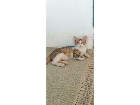 Kedimiz boncuk gözlüm ömürlük yuvasını arıyor