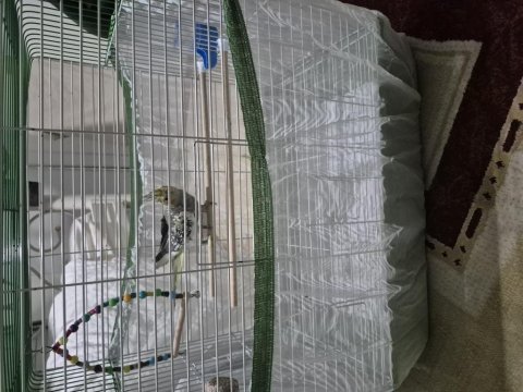 2,5 aylık sultan papağanı