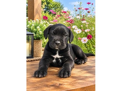 Cane corso özel siyah brindle renk erkek yavru