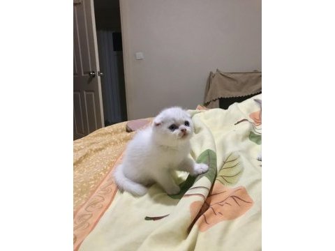 Safkan oyuncu scottish fold yavrularım