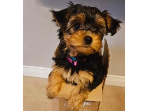 Morkie teddy yüz hattına sahip