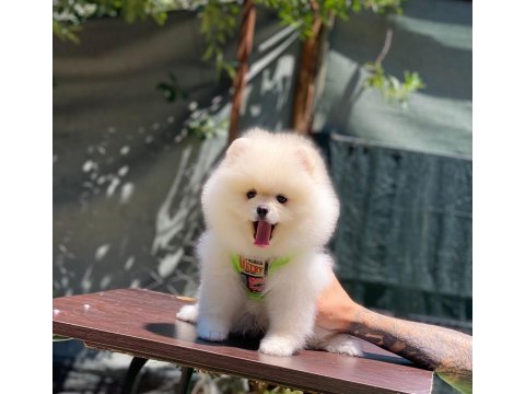 Yakışıklı pomeranian oğluma yuva arıyorum