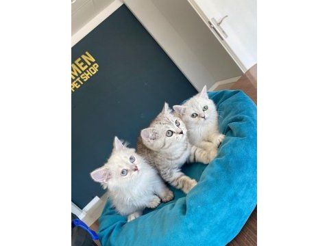 Orjinal ırk yavru kediler magazamızda canlı görün ank