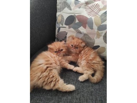 Safkan portakal renginde oyuncu dişi ve erkek iran kediler