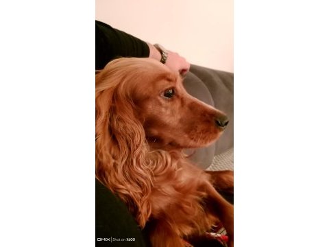 Köpeğimize acil yuva arıyoruz