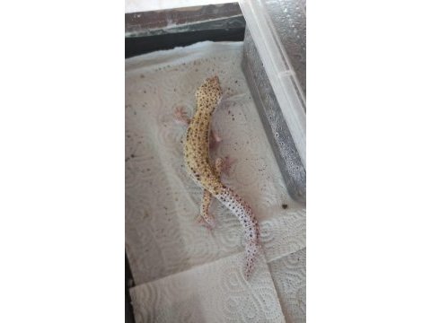 Erkek leopar gecko sağlıklı bir erkektir