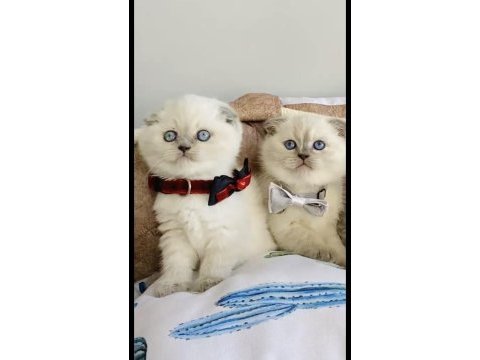 A kalite blue point scottish fold