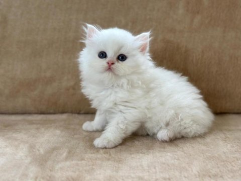 Eşsiz güzellikte chinchilla erkek yavrum