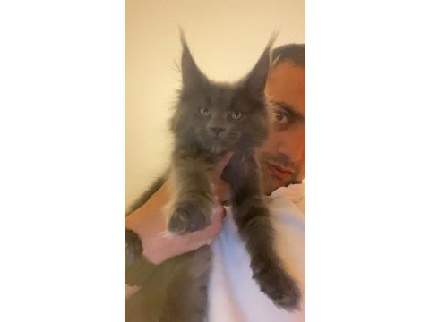 Xxxl erkek maine coon