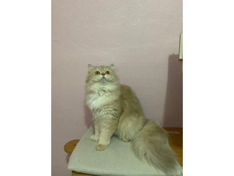 Şecereli lilac golden british longhair