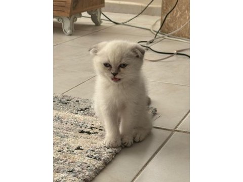 Scottish fold güzel yavrularımız
