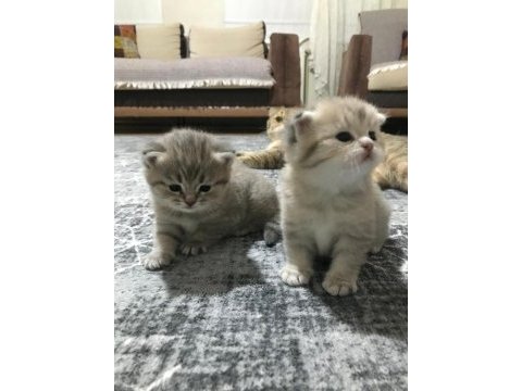 Scottish fold kedisi