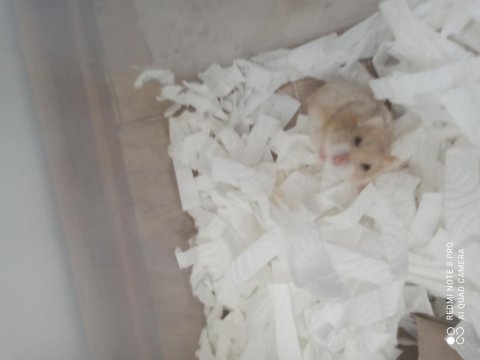 Gonzales hamster