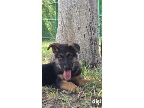 Safkan şecereli alman çoban köpeği yavruları