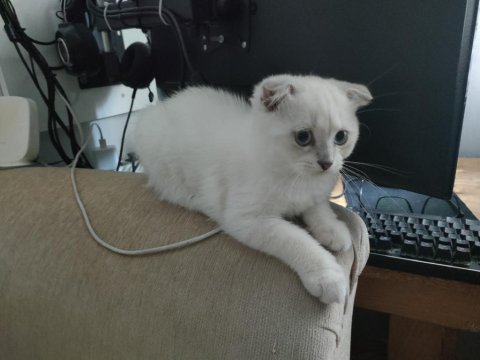 Scottish fold blue point