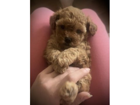 Minicik muhteşem güzellikte safkan toy poodle