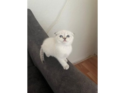 65 günlük dişi scottish fold yavrumuz
