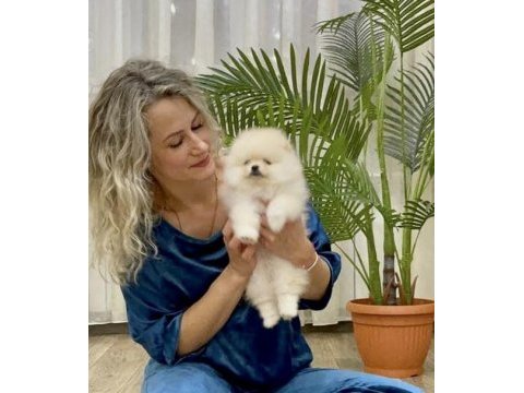 Boo pomeranian garantili çiftliğimizden yavrularımız