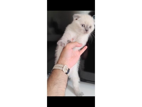 Scottish fold kedimiz