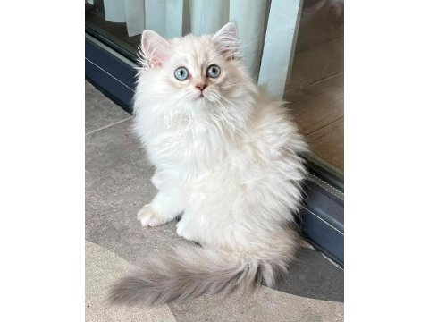 Mavi gözlerin en zarif hali british longhair