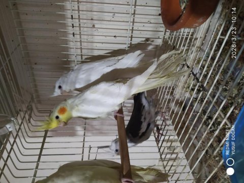 Albino lutino iki aylık sultan papağanı yavrular